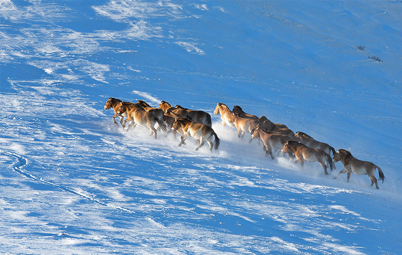hustai national park wild horse 